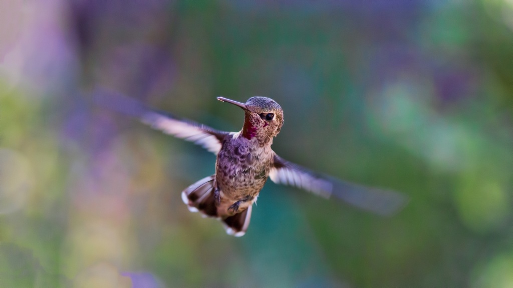 Google's Hummingbird Update, released in 2013, was a huge change from the old algorithm. Google named it Hummingbird because it promised speed and precision, much like it's tiny namesake.